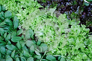 greeb red oak lettuce and baby bok choy chinese cabbage vegetable growing in farm
