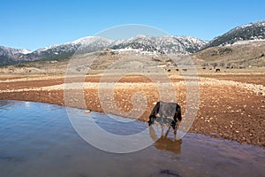 Greece, Aoos Springs Lake, Epirus. Wild horse herd at artificial lakeside. Snowy Pindus mountain