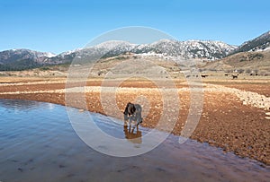 Greece, Aoos Springs Lake, Epirus. Wild horse herd at artificial lakeside. Snowy Pindus mountain