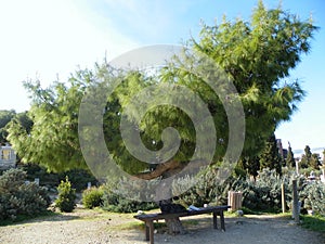 Greece, Athens, Kerameikos Cemetery, tree and bench for rest