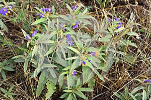 Greece, Botany, silver-leaf nightshade