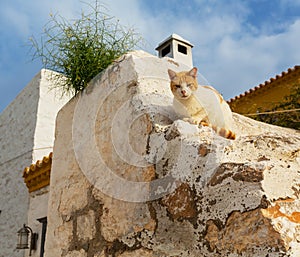 Greece cat