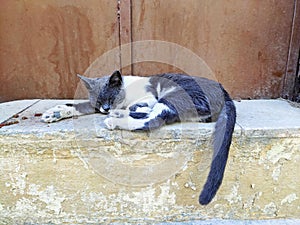 Greece cat sleeping on the stones