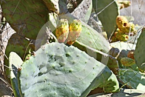 Greece, Crete Island, prickly pear cactus