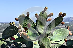 Greece, Crete Island, prickly pear cactus