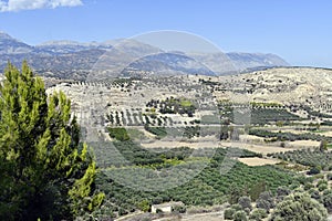 Greece, Crete, rural landscape with olive trees