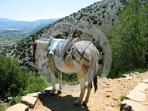 Greece, Crete, mule in mountain