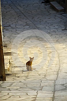 Greece, cute stray kitten