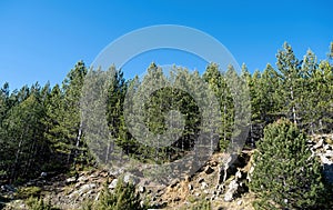 Greece Epirus, Pinus Nigra, Austrian or black pine coniferous tree at mountain forest. Under view