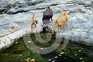 Greece, goats on Samothrace Island