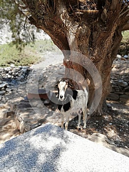 Greece, Kharpathos, Sea, Pardise, Panorama, Stone, Flower, Plants, goat