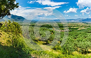 Greece, May. Olive fields near Lamia