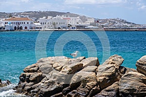 Greece, Mikonos island, Cyclades. Mykonos building, seagull on rock, sea, blue sky background photo