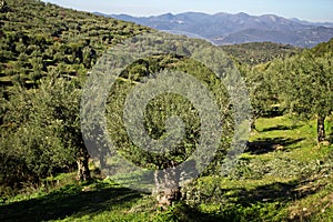 Greece, olive grove in mountainous Messinia