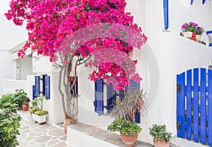 Greece, Paros island, Cyclades, beautiful view of traditional greek house with flowers photo