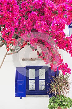 Greece, Paros island, Cyclades, beautiful view of traditional greek house with flowers