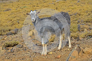 Greece, Samothrace, animal