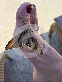 Greece, Santorini Island, Palm Moth