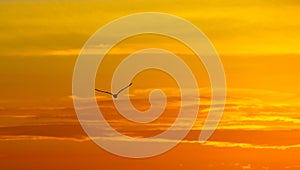 Greece, seagull sunset