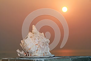 Greece, Seashell