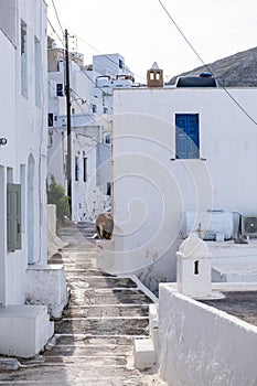 Greece, Serifos island. Traditional white building and narrow street at Chora town  Cyclades