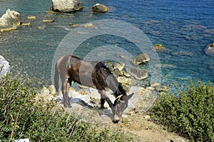 Greece, Skiathos Island, Donkey