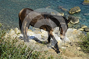 Greece, Skiathos Island, Donkey