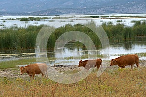 Greece , Volos city , Lake Karla ,environment