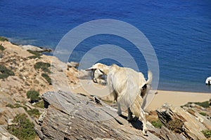 Greece, wild goat