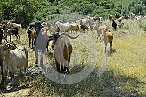 Greece, Zakynthos; goats