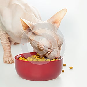 Greedy hungry Hairless cat Don Sphynx breed with pink naked skin