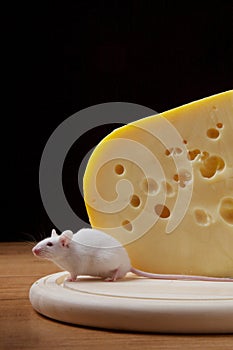 Greedy mouse and cheese photo