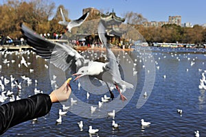 Greedy Seagull photo