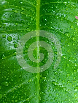 Greeen Leaf With Waterdrops