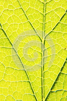 Greeen macro leaf