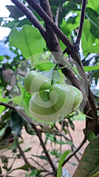 Greeen rose Apple in village