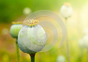 Greeen unripe poppyhead. Source plant opium drug