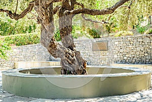 A Greek Ancient Olive Tree Protected in a Neat Garden in Chania City, Crete Island, Greece