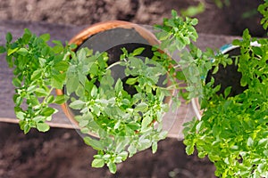 Greek basil potted garden herbs