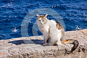 Greek calico cat at wall near sea