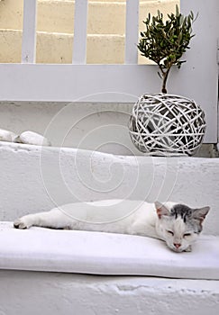Greek cat