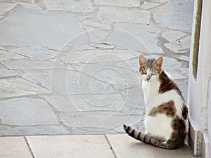 Greek Cat