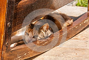 Greek cat hiding from the sun