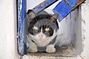 Greek cat, Mykonos