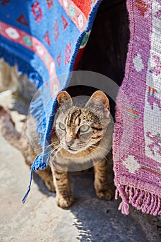 Greek cat peeking out between the tapestries