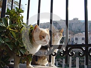 Greek cats