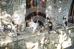 Greek cats from Lefkada island