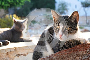 Greek cats in the port of Lefkes in Paros photo