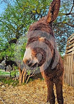 Greek donkey, baby donkey