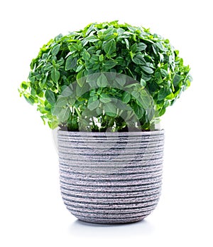 Greek dwarf basil plant in clay pot isolated on white